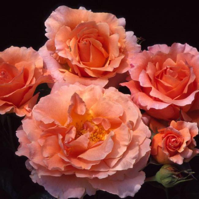 Плетистая роза Полька фото и описание