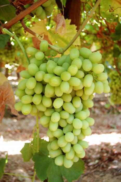 виноград без косточек сорта для средней полосы
