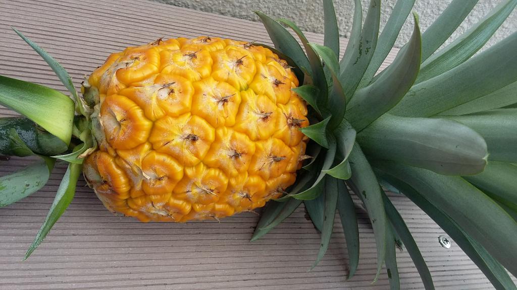 Декоративный ананас в горшке