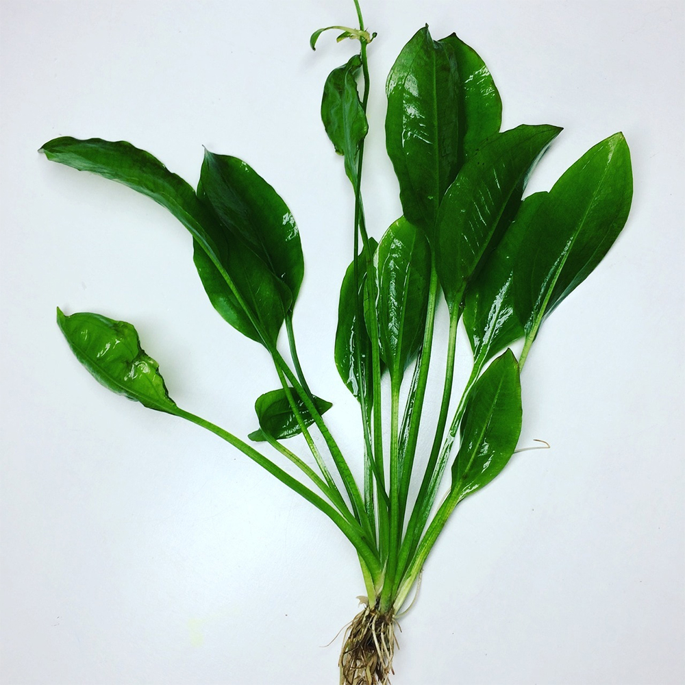 Эхинодорус аквариумное растение содержание