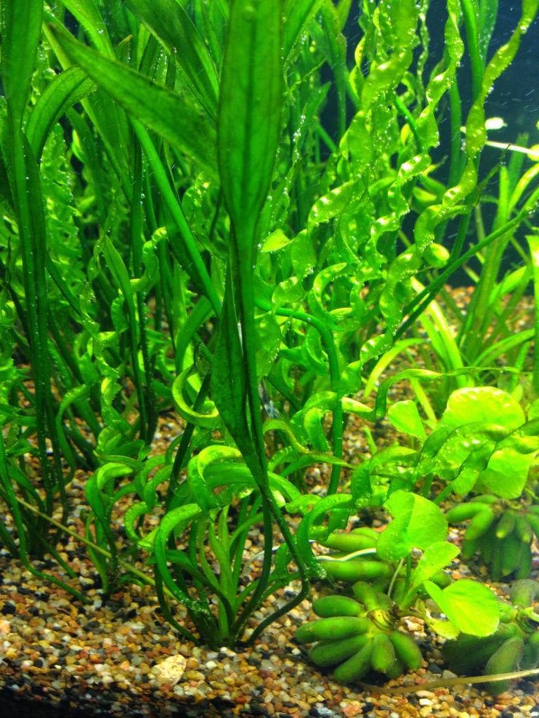 Эхинодорус аквариумное растение виды