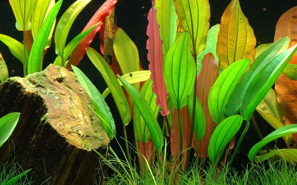 Эхинодорус аквариумный