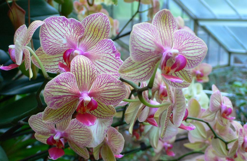 Самые необычные орхидеи