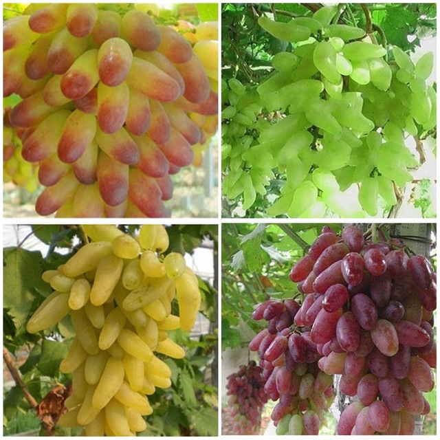 Когда сажать виноград весной или осенью