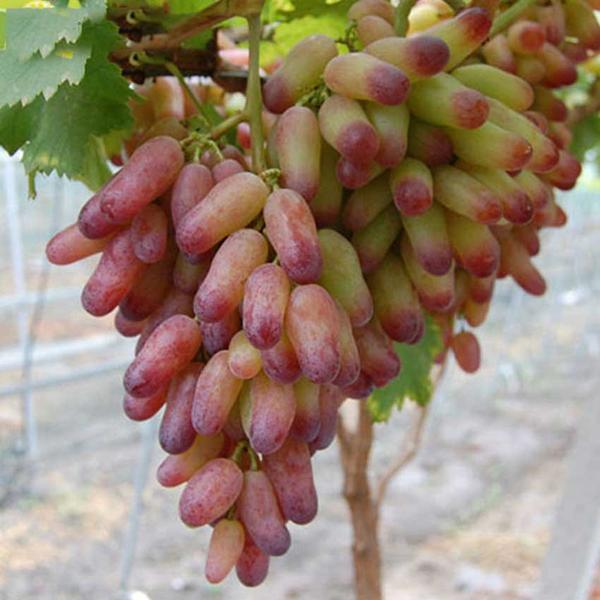 Характеристика винограда маникюр фингер