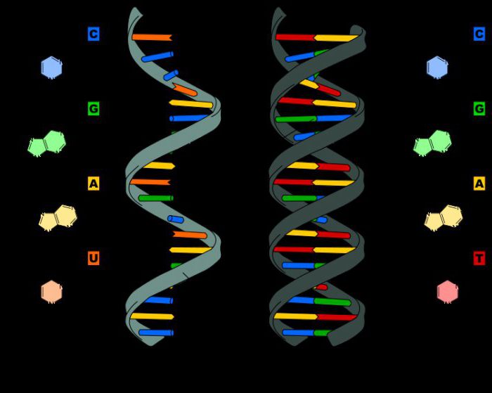 Строение вторичной структуры РНК
