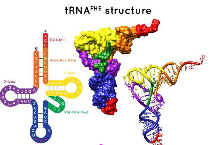 Особенности строения ТРНК