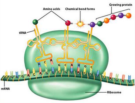 Строение ТРНК кратко