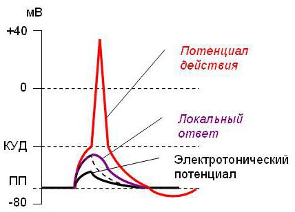 Критический уровень деполяризации мембраны клетки