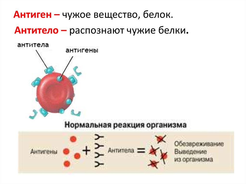 антиген и антитело