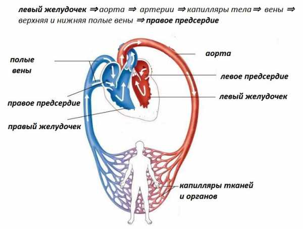 круги кровообращения