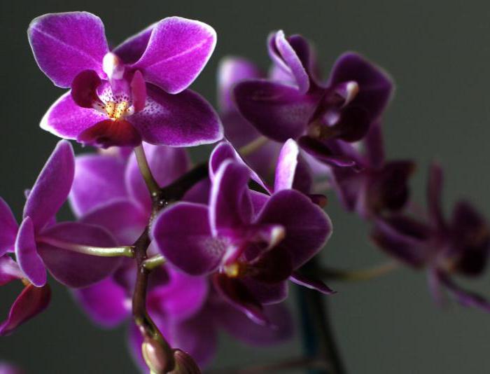 Пересадка мини орхидеи