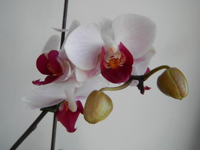 Цветок мини орхидея
