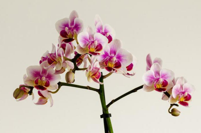 Мини орхидеи, уход в домашних условиях