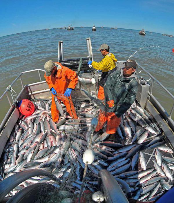 список компаний имеющих рыбопромысловые суда 