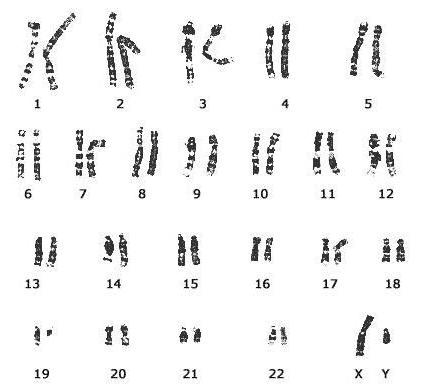 белки входящие состав хромосом
