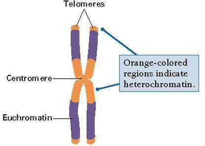строение и классификация хромосом