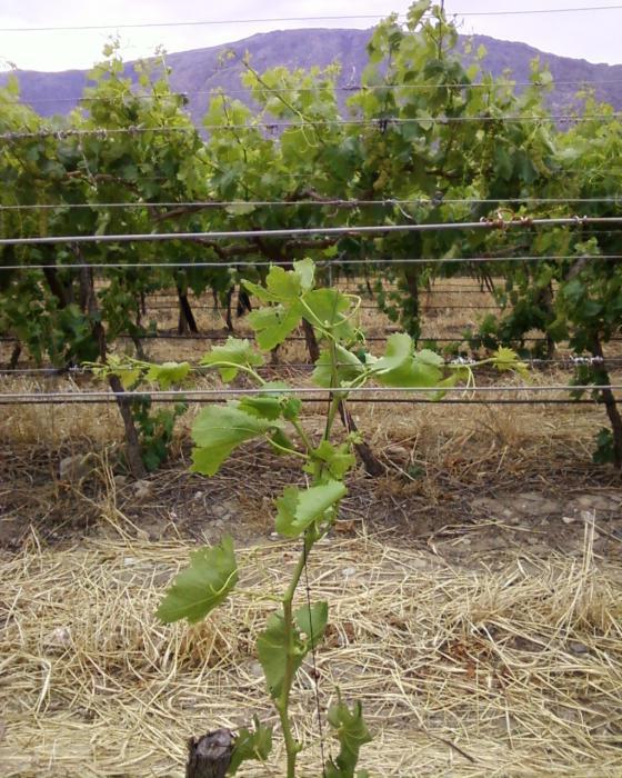 как укрыть виноград на зиму в подмосковье