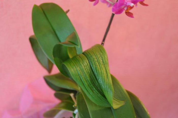 реанимация орхидеи вялые листья 