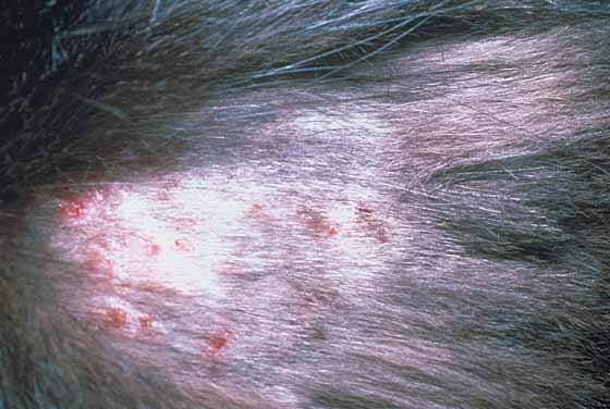 Заболевания кожи у кошек: список болезней, описание с фото, причины и методы лечения