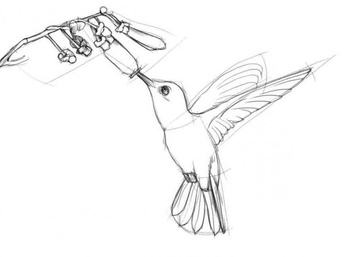 как нарисовать колибри карандашом поэтапно