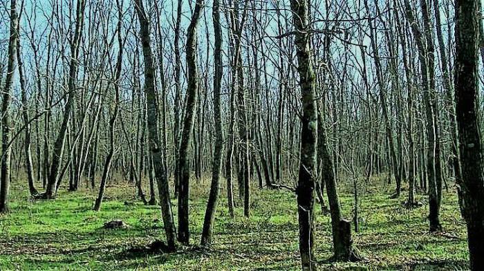 александровский лес база отдыха