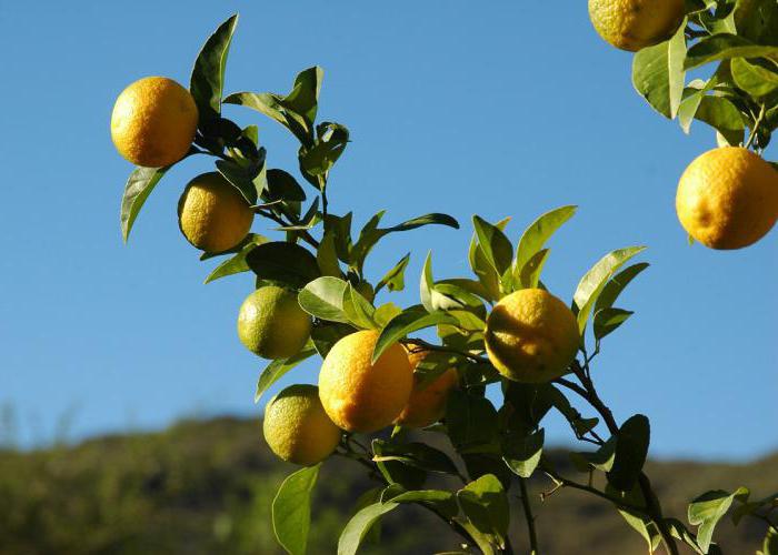 состав лимона