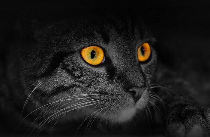 почему кошки видят в темноте