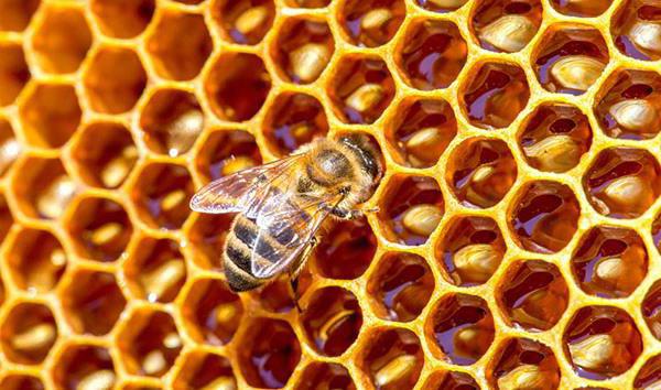 почему пчела умирает после укуса