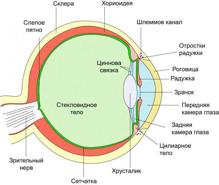 Строение глаза анотомия