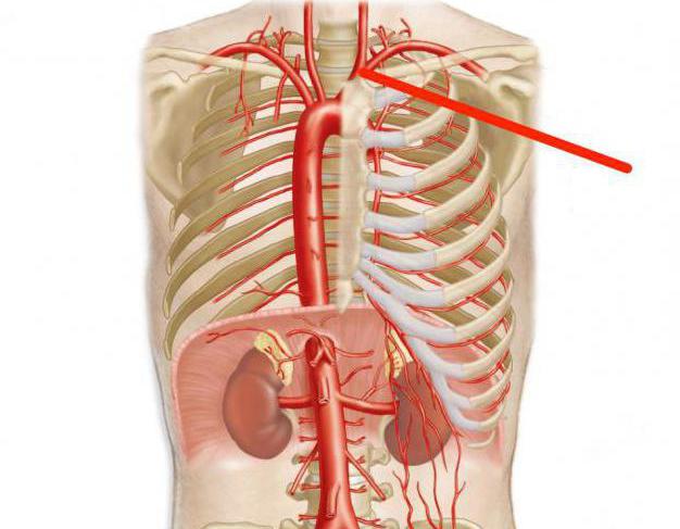 плечеголовной ствол анатомия