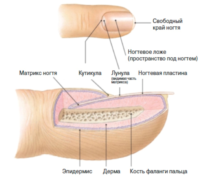 Анатомия ногтя