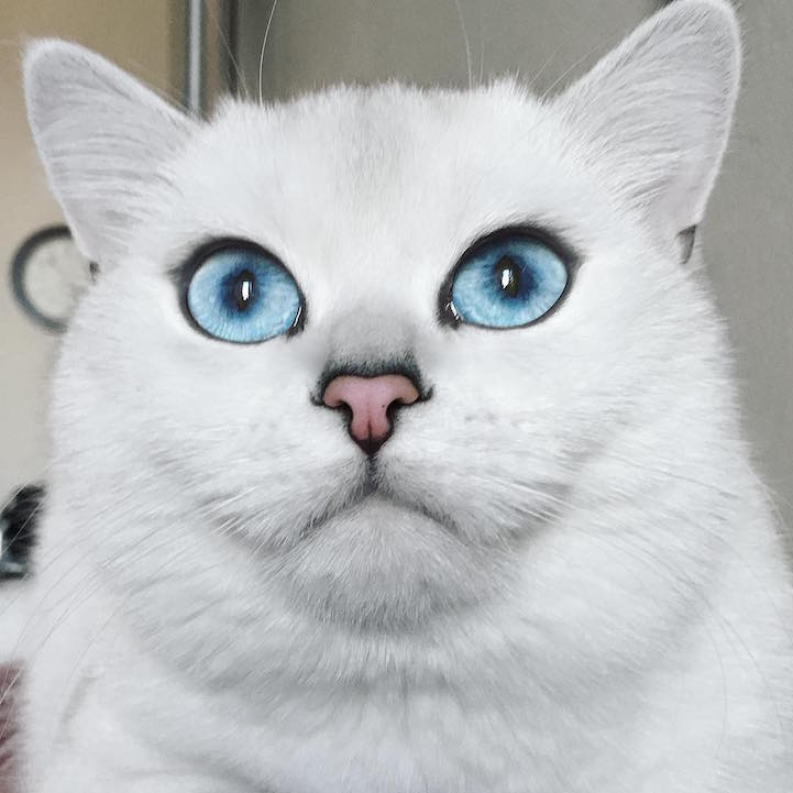 Голубые глаза Коби