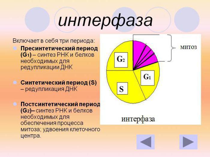 Первая фаза митоза