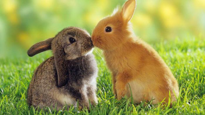 Почему крольчиха съедает своих крольчат через неделю