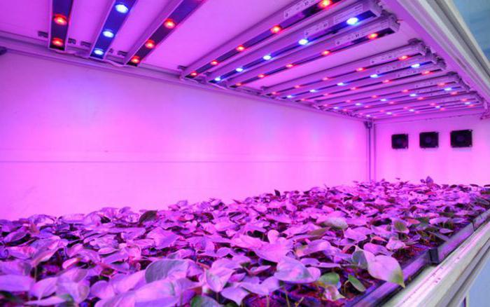 Ультрафиолетовые лампы для растений своими руками