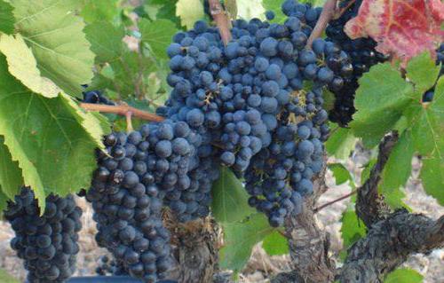Денисовский виноград описание