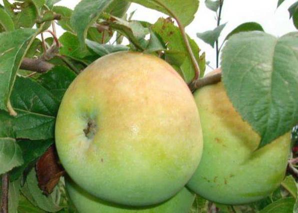 Мартовское яблоня описание