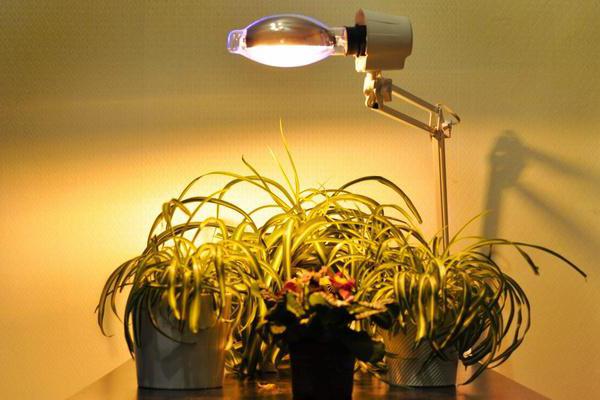 Лампа Рефлакс для растений