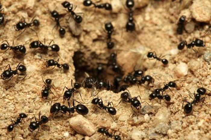 Средство от муравьев порошок