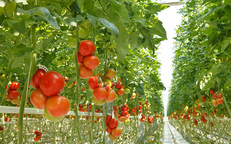 Выращивание помидоров в теплице особенности