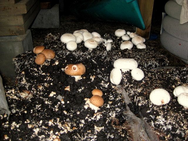 Разведение грибов в мешках