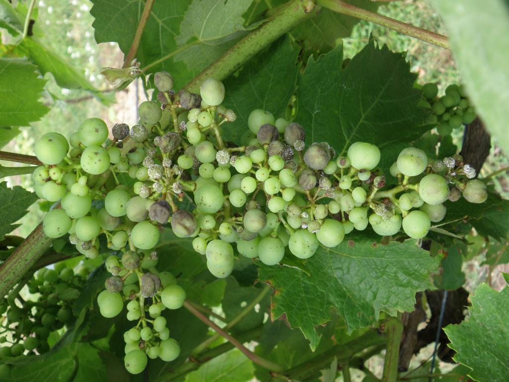 Милдью винограда