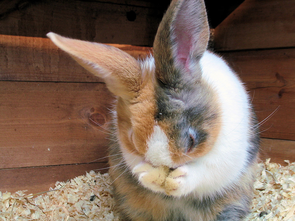 Почему декоративный кролик чихает