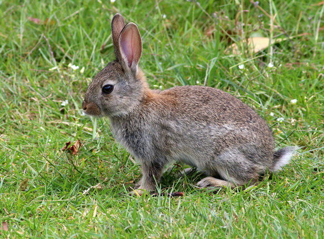 Почему чихают кролики и что делать