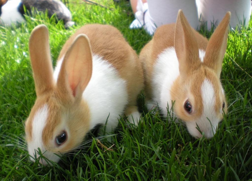 Почему кролик часто чихает