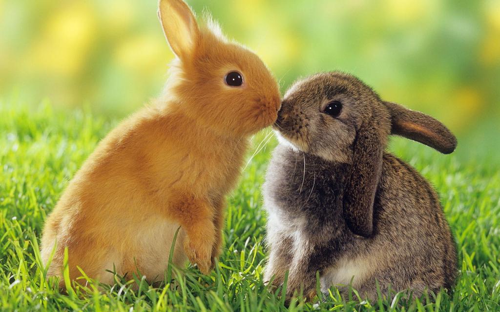 Кролики чихают чем лечить