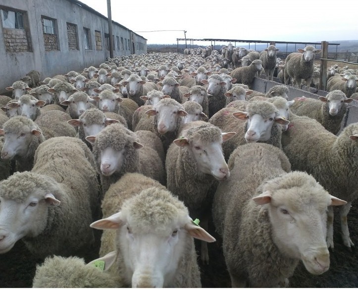 Овцы породы прекос: описание, характеристика, разведение и особенности