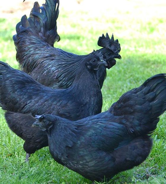 Курица с черным мясом: фото и описание породы
