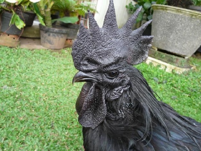 Курица с черным мясом: фото и описание породы